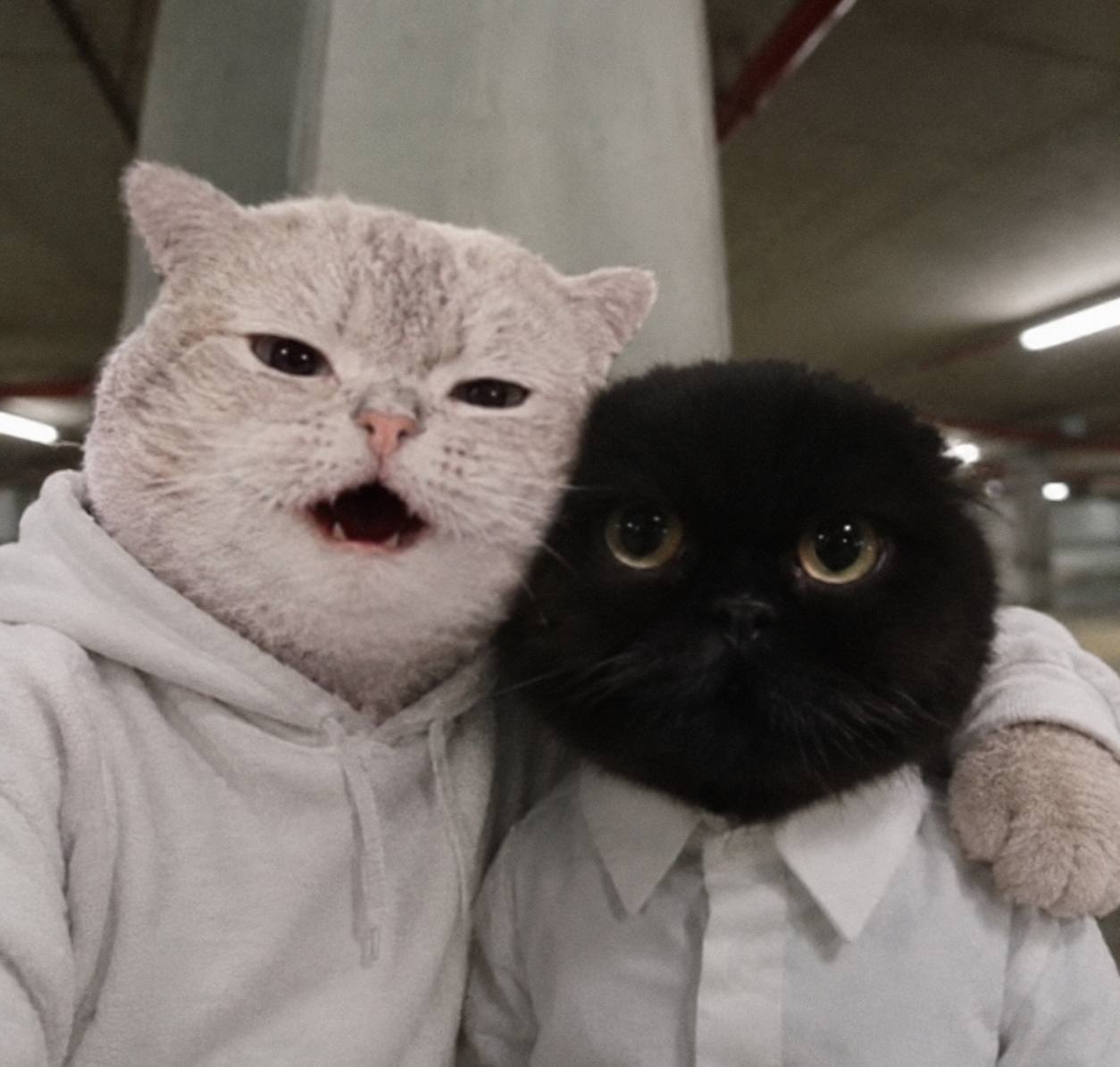 Two cats